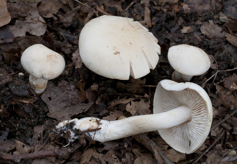 Tricholoma album